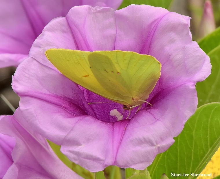 clouded sulphur butterfly in railroad vine flower