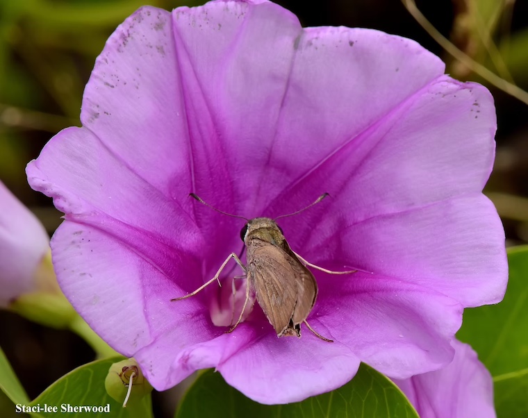 Brazilian skipper butterfly in railroad vine flower