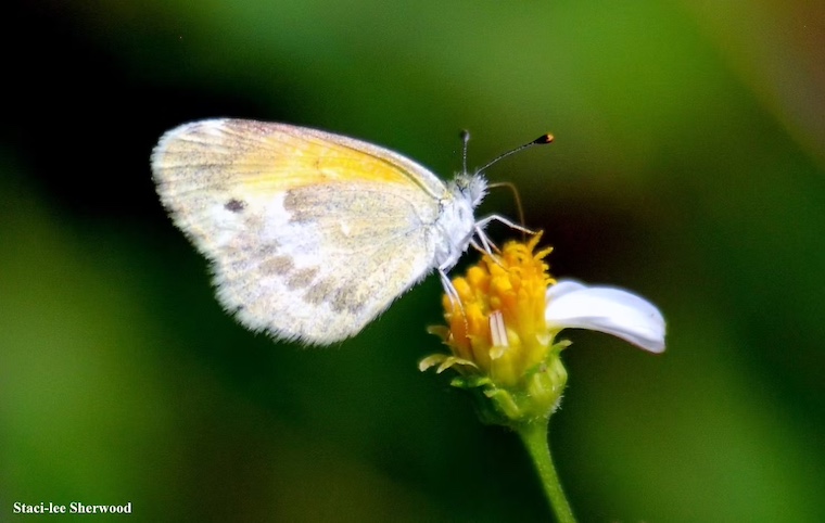 dainty sulphur butterfly and Spanish needle flower