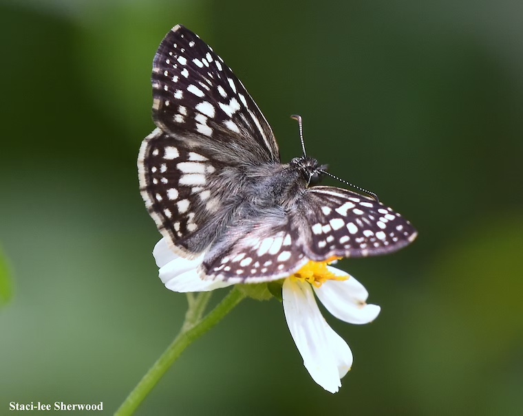 tropical checkered skipper butterfly and Spanish needle flower