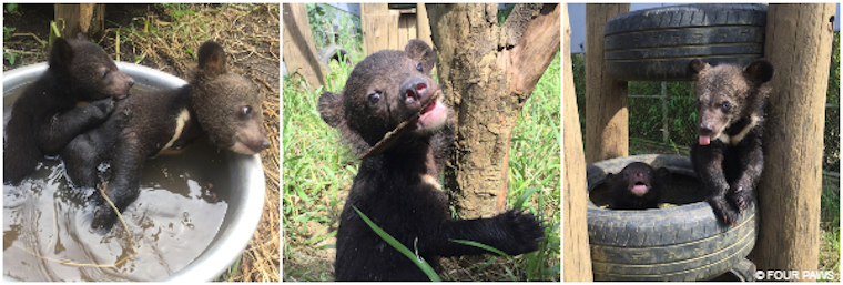 rescued Bear Cubs