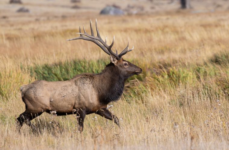 an elk