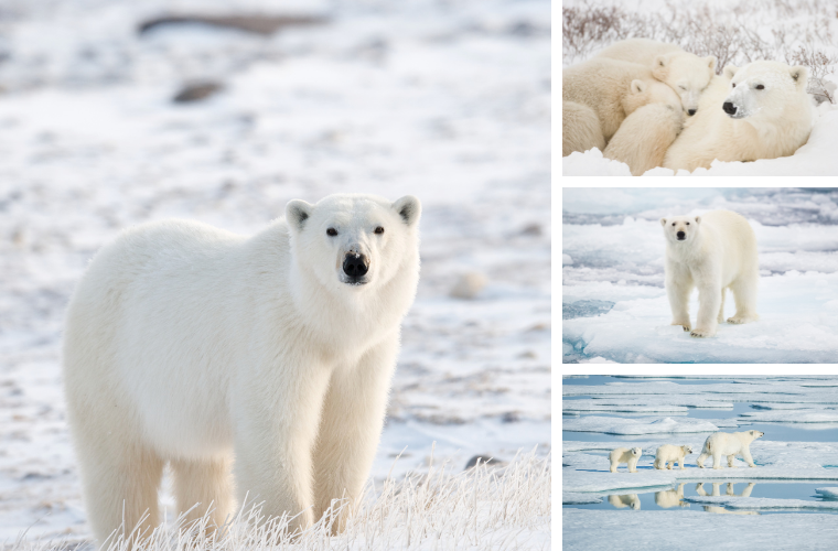 polar bears