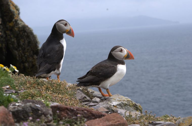 puffins on cliff