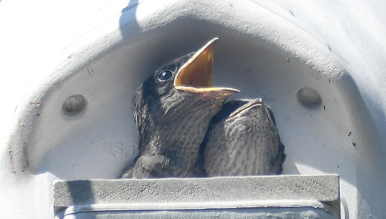 purple martins babies