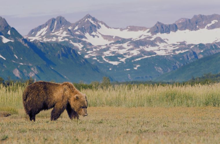 brown bear in Alaska