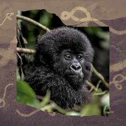 baby mountain gorilla, Virunga National Park, and Ebola virus