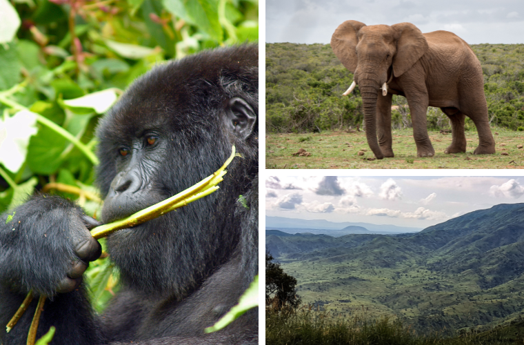 mountain gorilla, African elephant, and Virunga National Park