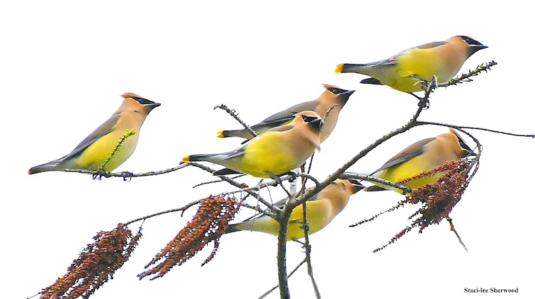 Cedar Waxwings