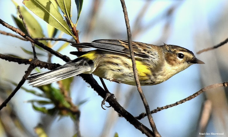 Yellow-rumped Warbler