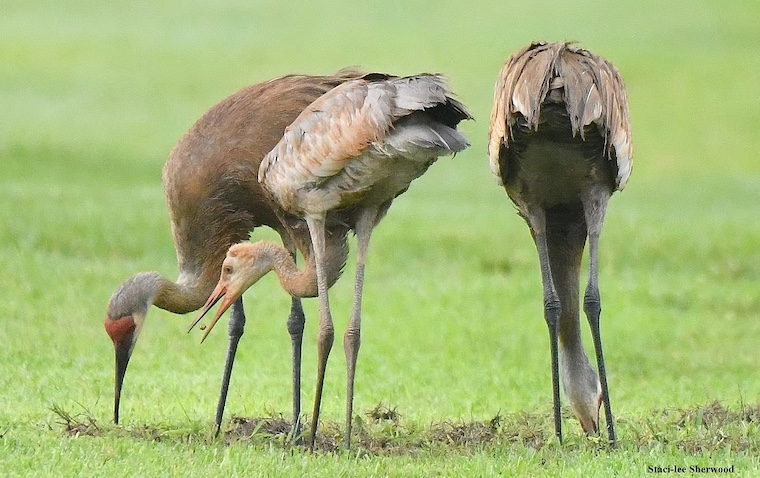 Sandhill Cranes