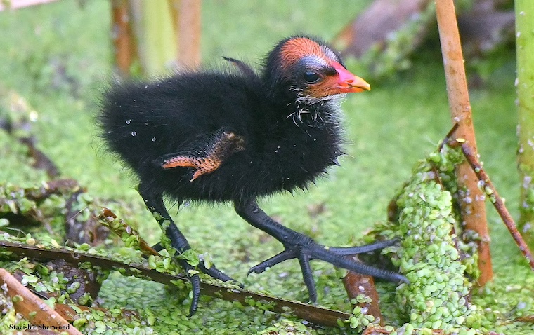 Common Moorhen chick