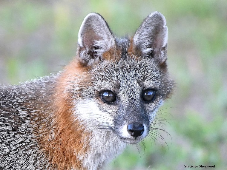Gray Fox