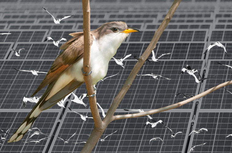 birds and solar panels