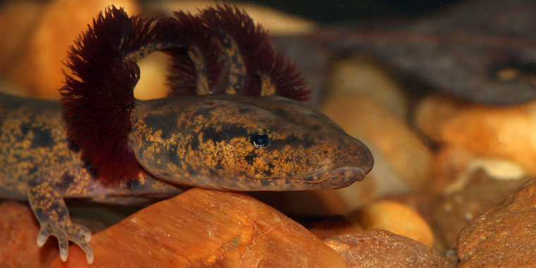 Neuse River waterdog