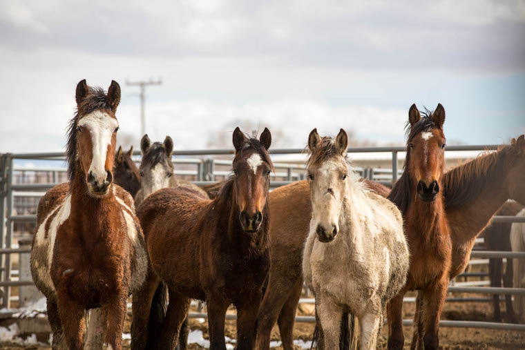 captured wild Horses