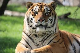Tiger Nimmo