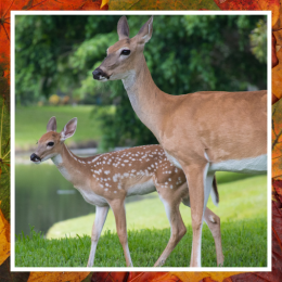 image of deer and autumn leaves