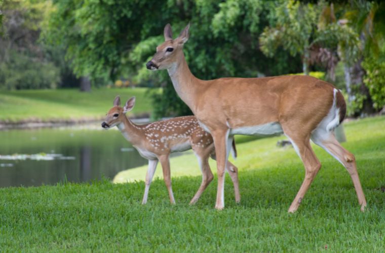 photo of deer and fawn