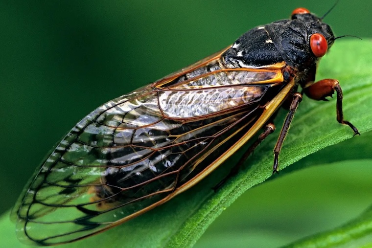 Cicada