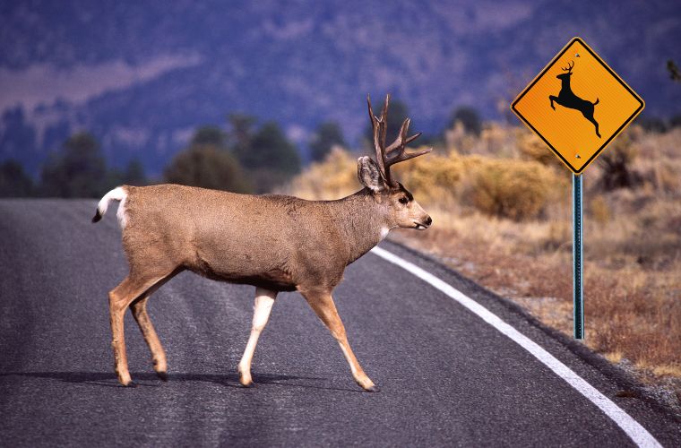 deer crossing road
