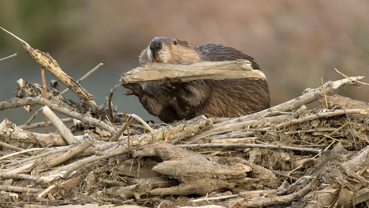 busy Beaver
