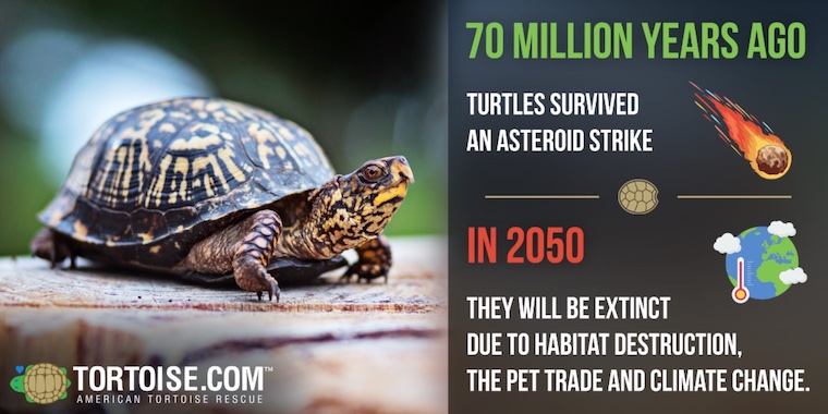 extinction is forever