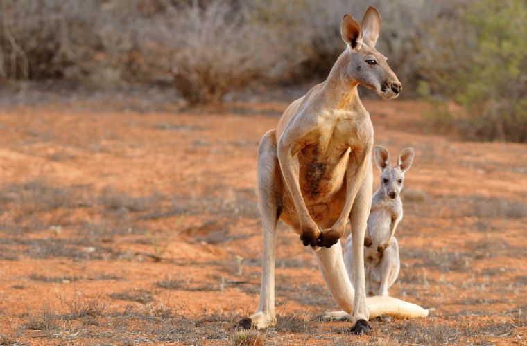 photo of kangaroo and joey