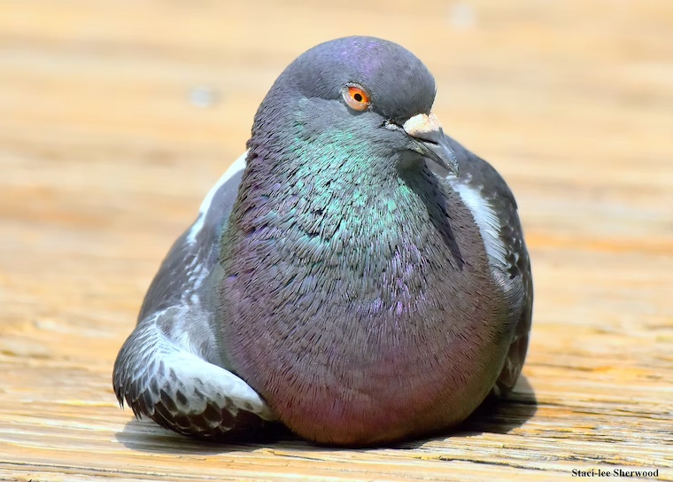 pigeon