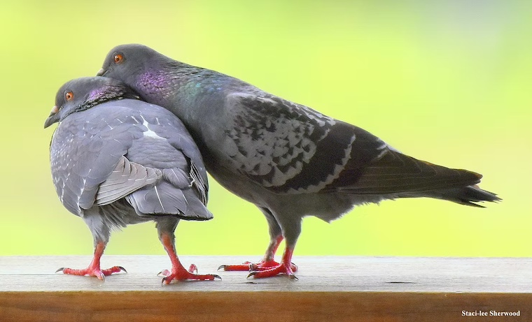 pigeons