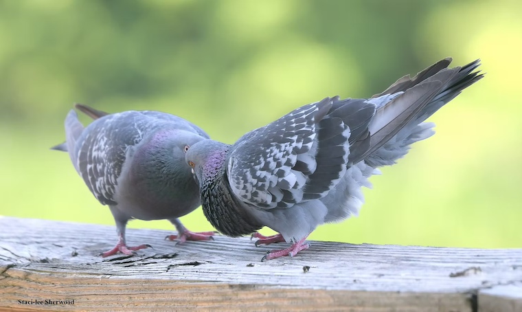 pigeons