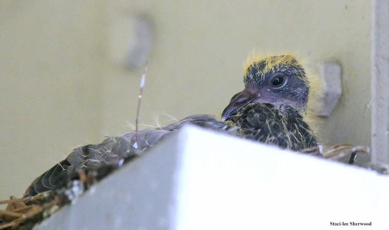 pigeon chick