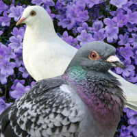 pigeon and dove