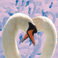 mute swans