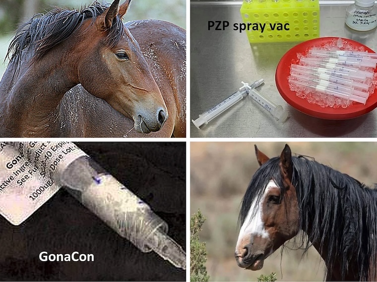 PZP birth control