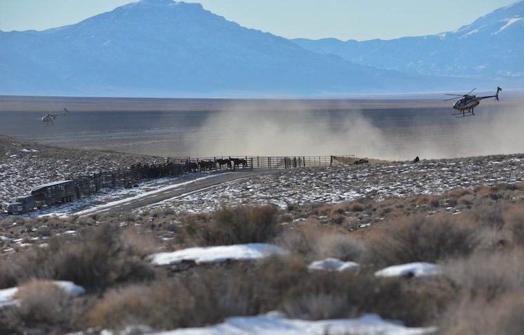 wild Horse roundup