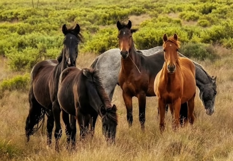 Wild Horses