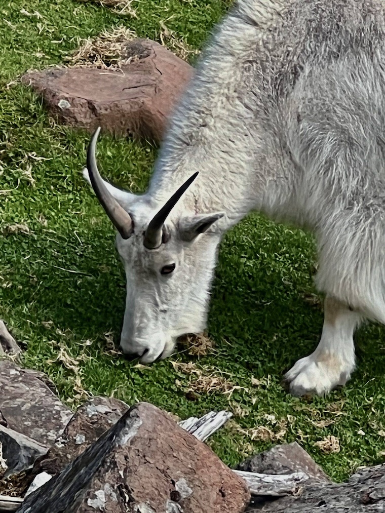 Goat Rocks Wilderness Area