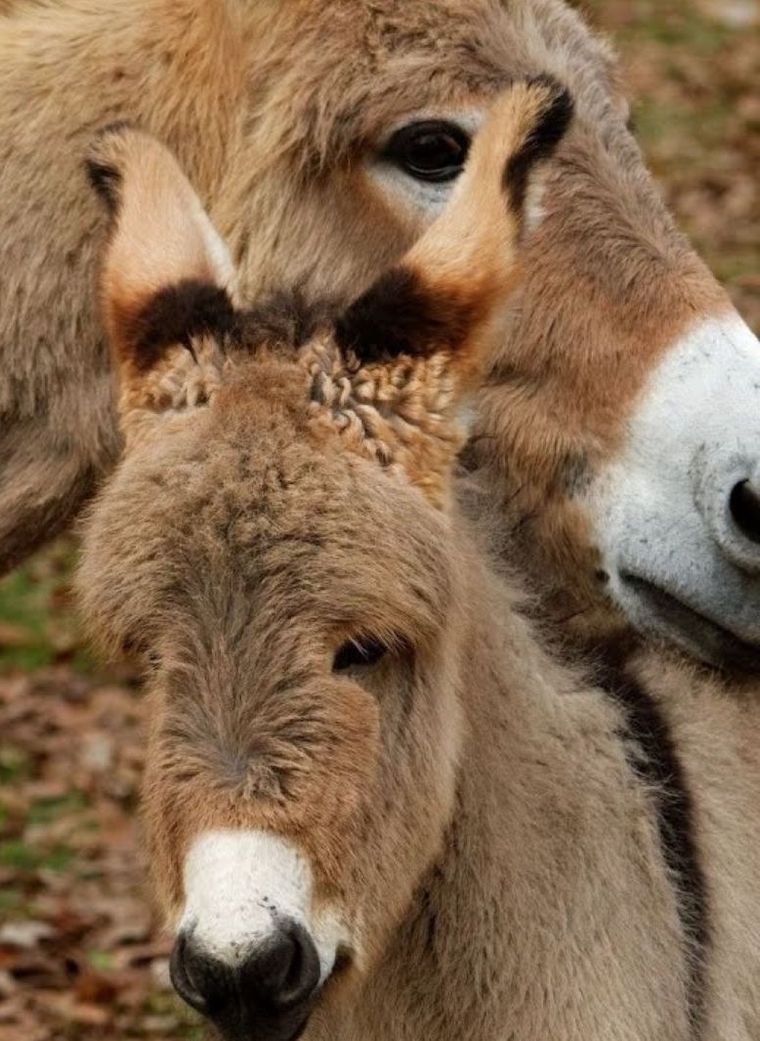 Donkey mother foal