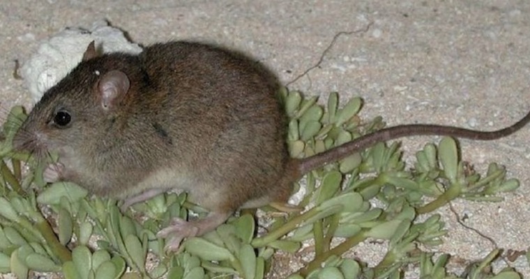melomys