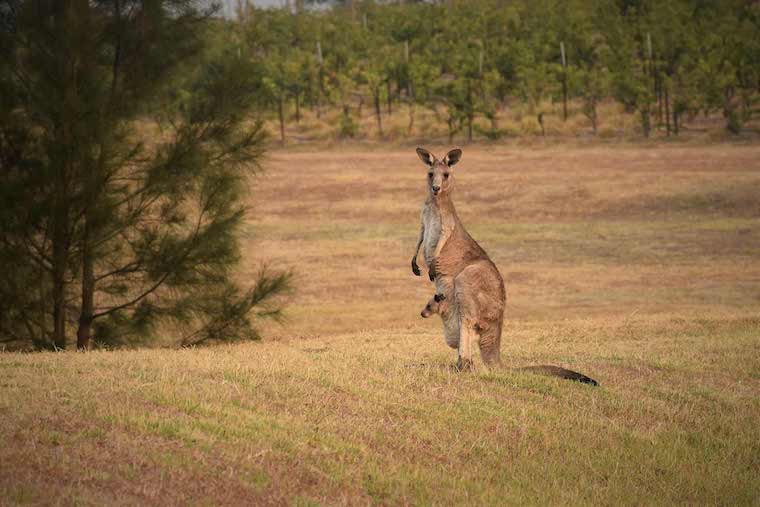 lone Kangaroo