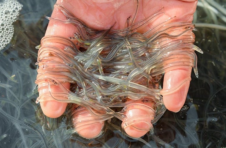Glass Eels