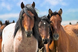 Wild Horses