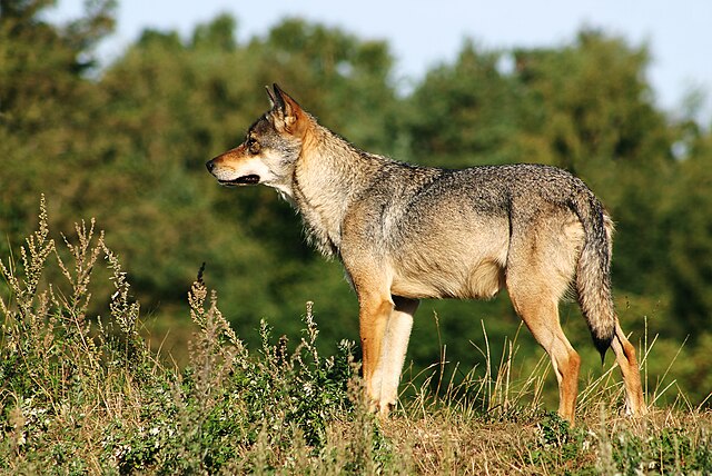 Grey Wolf