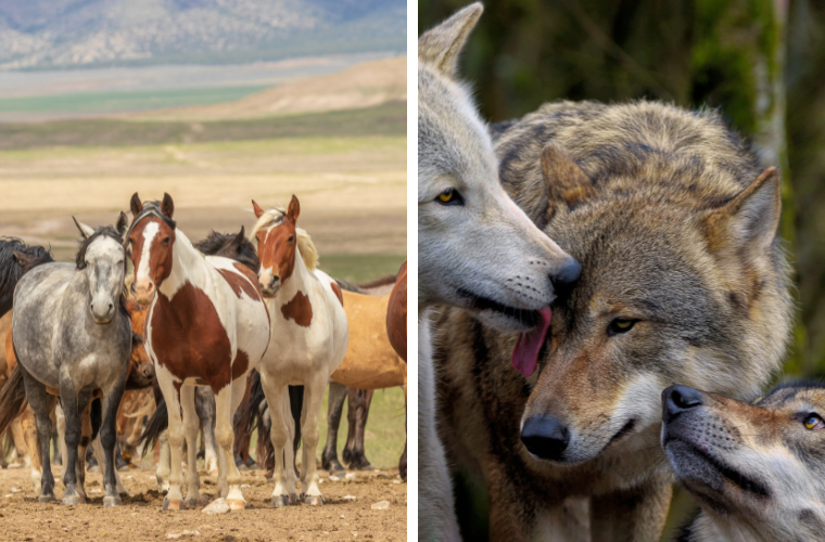 wild horses and wolves