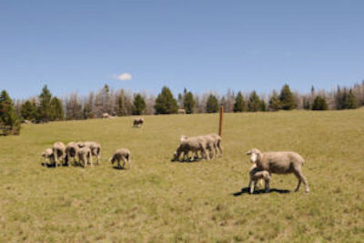 domestic Sheep