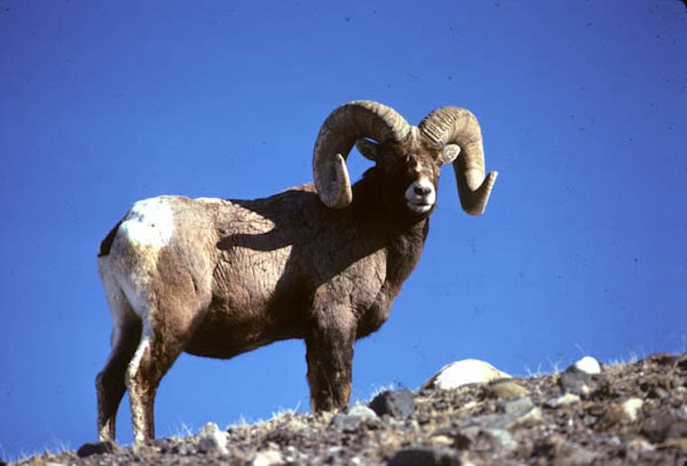 Rocky Mountain Big Horn Sheep