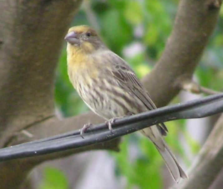 Yellow House Finch