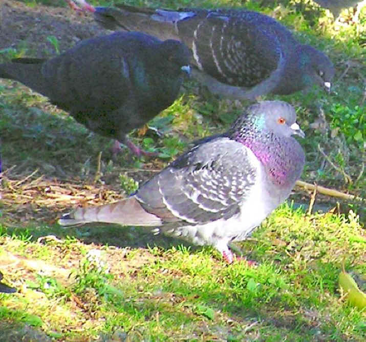 Rock Dove (Pigeon)
