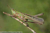 Admirable Grasshopper, Female